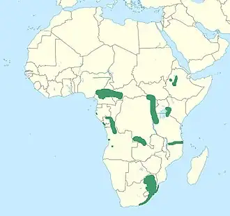 Afrikaanse draaihals