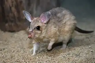 Madagaskarreuzenrat
