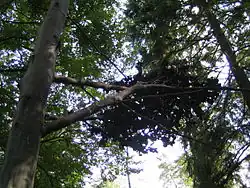 Faggio di Otterlo (1987/88), Otterlo