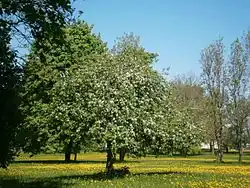 In het park bij het landhuis