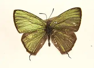Chrysozephyrus niitakanus