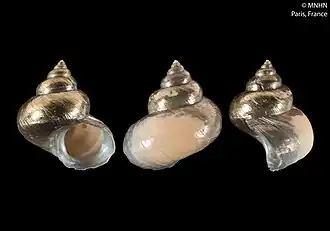 Kaiparathina coriolis