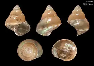 Kaiparathina daedala