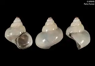 Kaiparathina vaubani