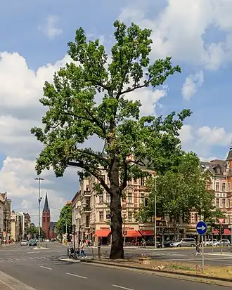 De Kaisereiche in Berlin-Friedenau