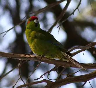 Kakariki