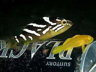 Epinephelus radiatus