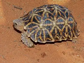 Stekelrandlandschildpad