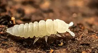 Kalaphorura burmeisteri