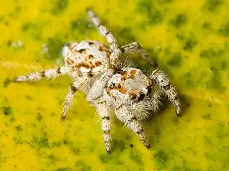 Habronattus amicus