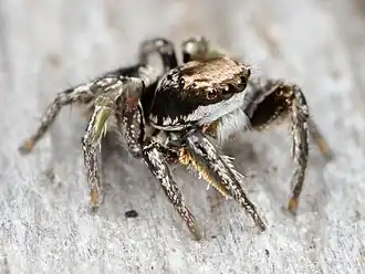 Habronattus klauseri
