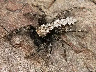 Platycryptus californicus