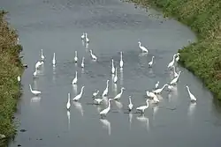 Foeragerende zilverreigers