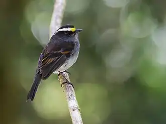 Zuidelijke kroontapuittiran