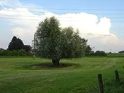 Een knotwilg in een weide aan de Emmericher Straße