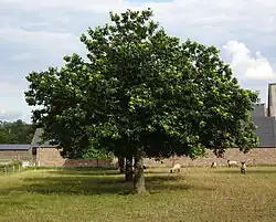 Groetendyk, tamme kastanjes