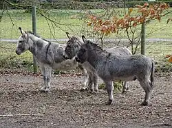 Ezels op het voorterrein
