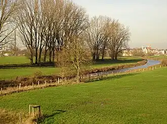 Deichvorland bei Grieth mit Kalflack