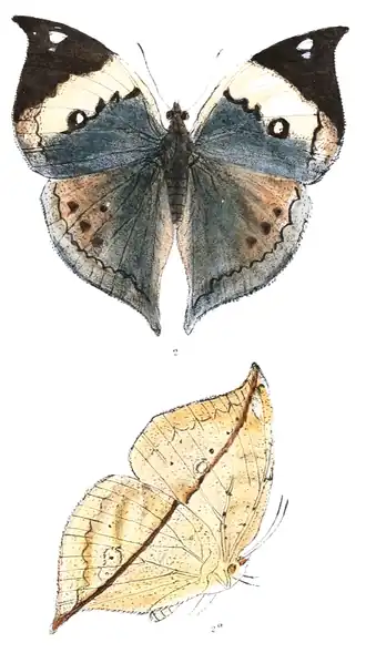 Kallima albofasciata