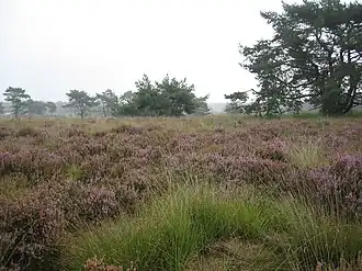 Kalmthoutse Heide