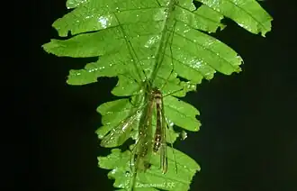 Kalobittacus inornatus