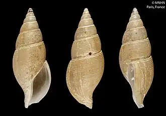 Kanamarua narcissisma