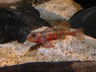 Etheostoma kanawhae