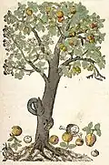 Appelboom (Malus), met daarin een slang