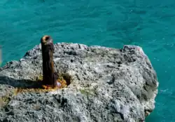 Ingemetseld kanon in de Daaibooibaai