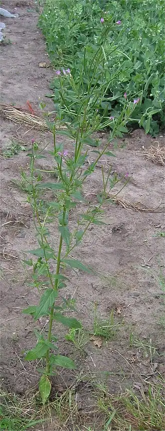 Kantige basterdwederik