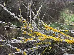 De kapjesvingermos-associatie op geëutrofieerde bremtakken