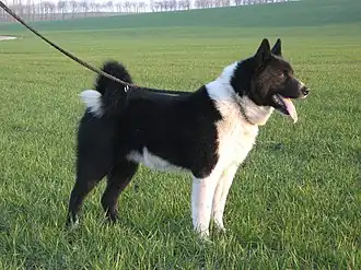 Karelische berenhond