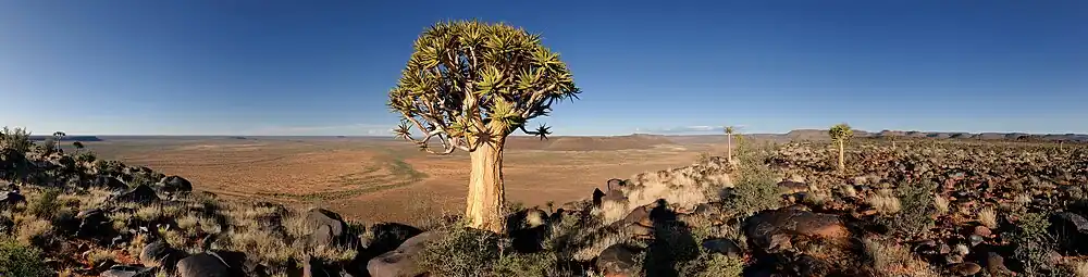Een kokerboom in het park