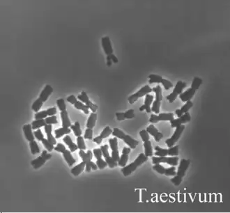 Karyotype van gewone tarwe met 42 chromosomen
