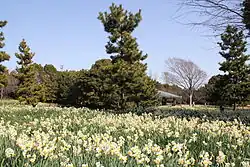 Bloemenweide in het voorjaar