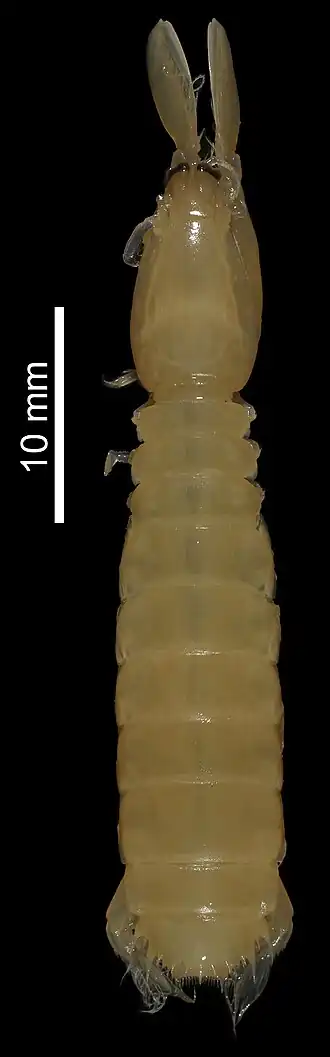 Kasim philippinensis