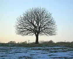 Kastanjeboom in de winter