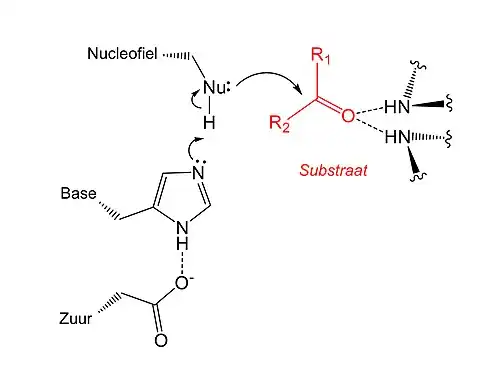 Katalytische mechanisme van protease. Het zuurresidu stabiliseert en polariseert de base die op zijn beurt de nucleofiel activeert. Vervolgens kan het substraat worden 'aangevallen'.
