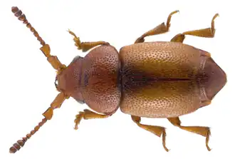 Kateretes pedicularius