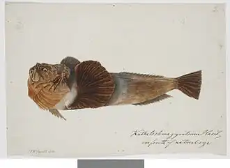 Kathetostoma giganteum