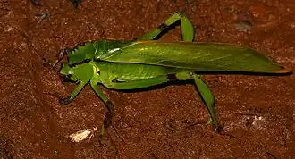 Cnemidophyllum eximium
