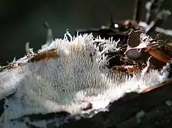 Koraalspoorstekelzwam, in Nederland een exclusieve soort voor het gaffeltandmos-jeneverbesstruweel