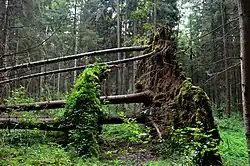 Windworp in een naaldbos