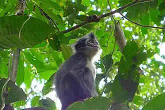Presbytis sumatrana
