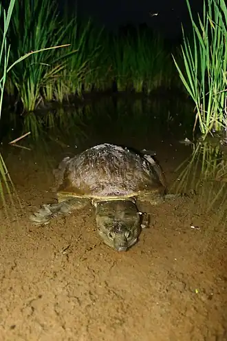 Lissemys ceylonensis