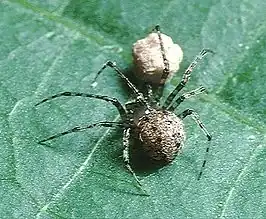 Platnickina maculata