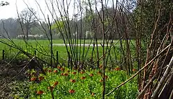 Keizerskronen in tuin