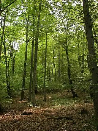 Beukenbos in het Kellerwald.