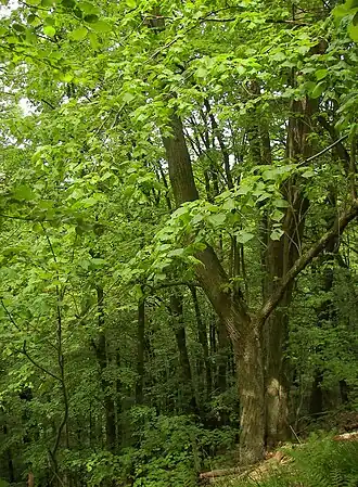 Zomerlinde (Tilia platyphyllos) in het Kellerwald.