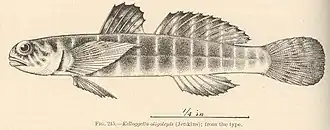 Kelloggella oligolepis